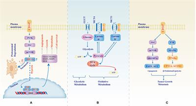 CD147: an integral and potential molecule to abrogate hallmarks of cancer